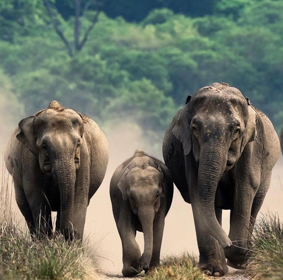 Pench Park Safari Booking
